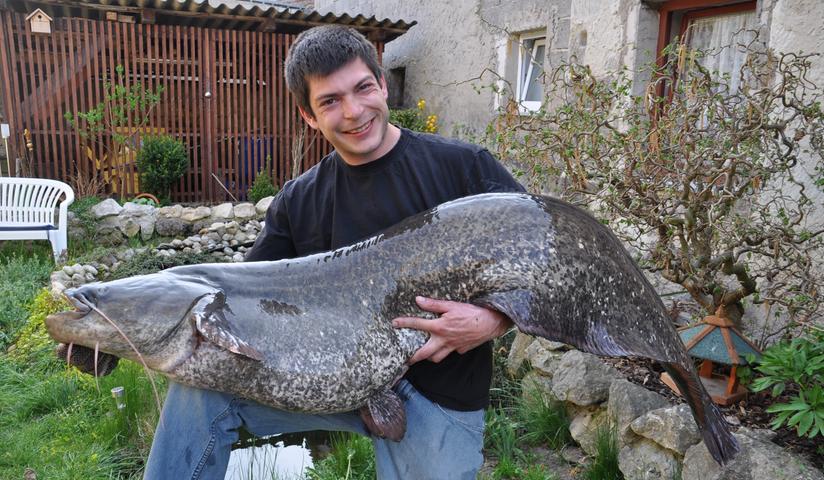 Auch Christian Lenk aus Uehlfeld hat einen Waller aus der Aisch gefischt. Ein Prachtexemplar von 1,73 Meter Länge biss bei ihm an.