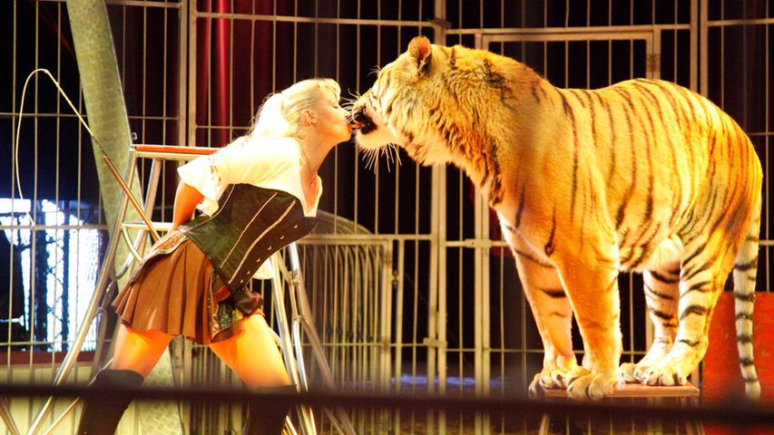 Dompteurin Ivonne Muderack mit einem ausgewachsenen Tigermännchen mit beeindruckenden Maßen.