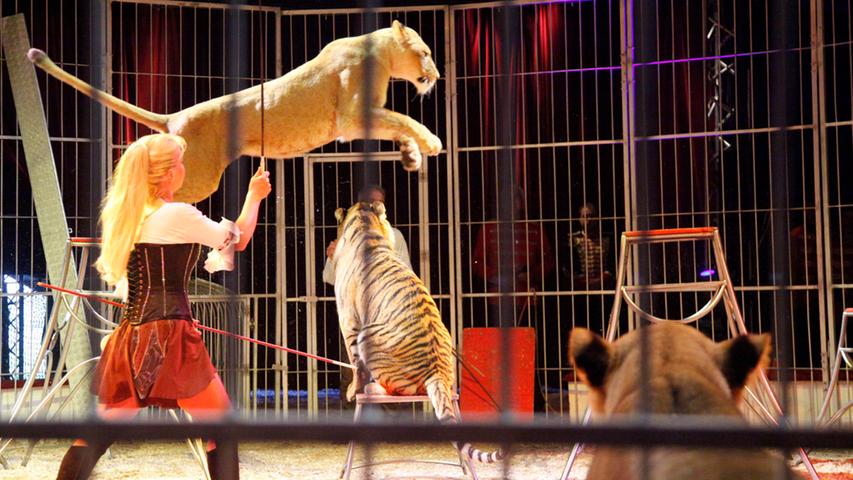 Neben zwei Tigern hat Muderack auch drei Löwinnen im Käfig, die sie zu Kunststücken animiert.