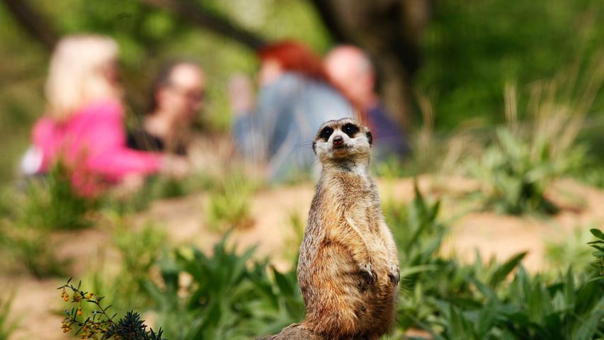 Ein Blick hinter die Zoo-Kulissen: Aktionstag im Tiergarten