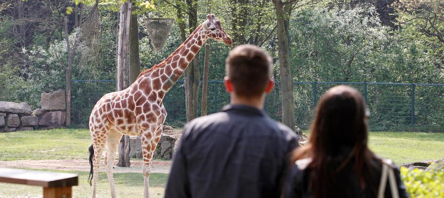 Ein Blick hinter die Zoo-Kulissen: Aktionstag im Tiergarten