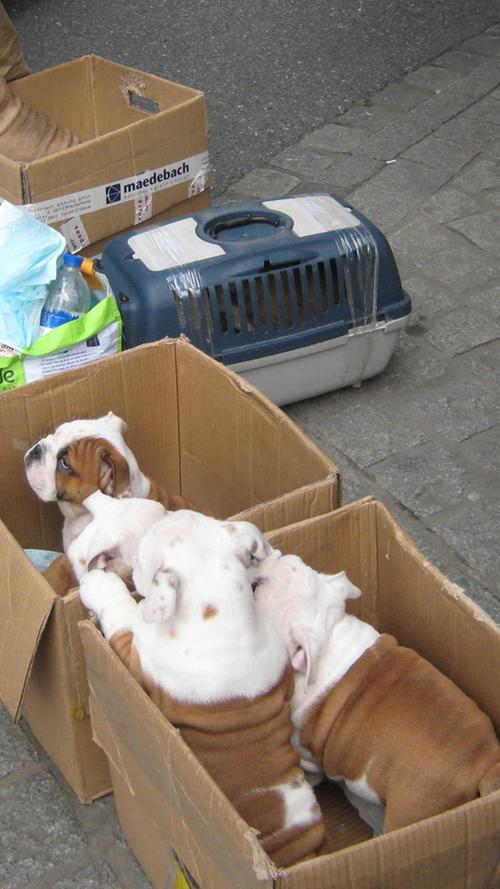 Auch im Hinblick auf den Transport der Hunde existieren einschlägige tierschutzrechtliche Anforderungen, um das Wohlbefinden der Tiere während des Transportes zu gewährleisten.
