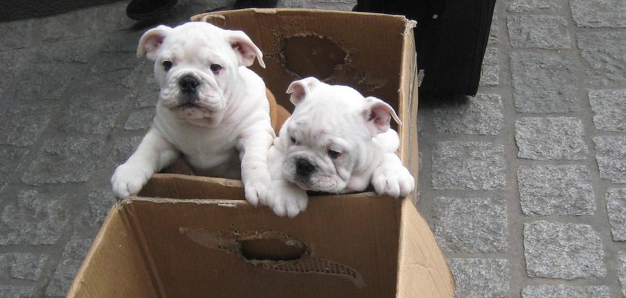Verpackt in Kartons: Hundewelpen in Fernbus entdeckt