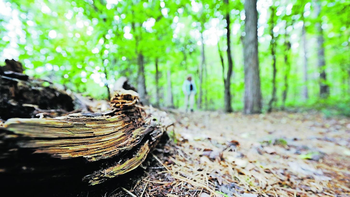 Im Wald von Bräuningshof machte eine Pilzsammlerin eine gefährliche Entdeckung.