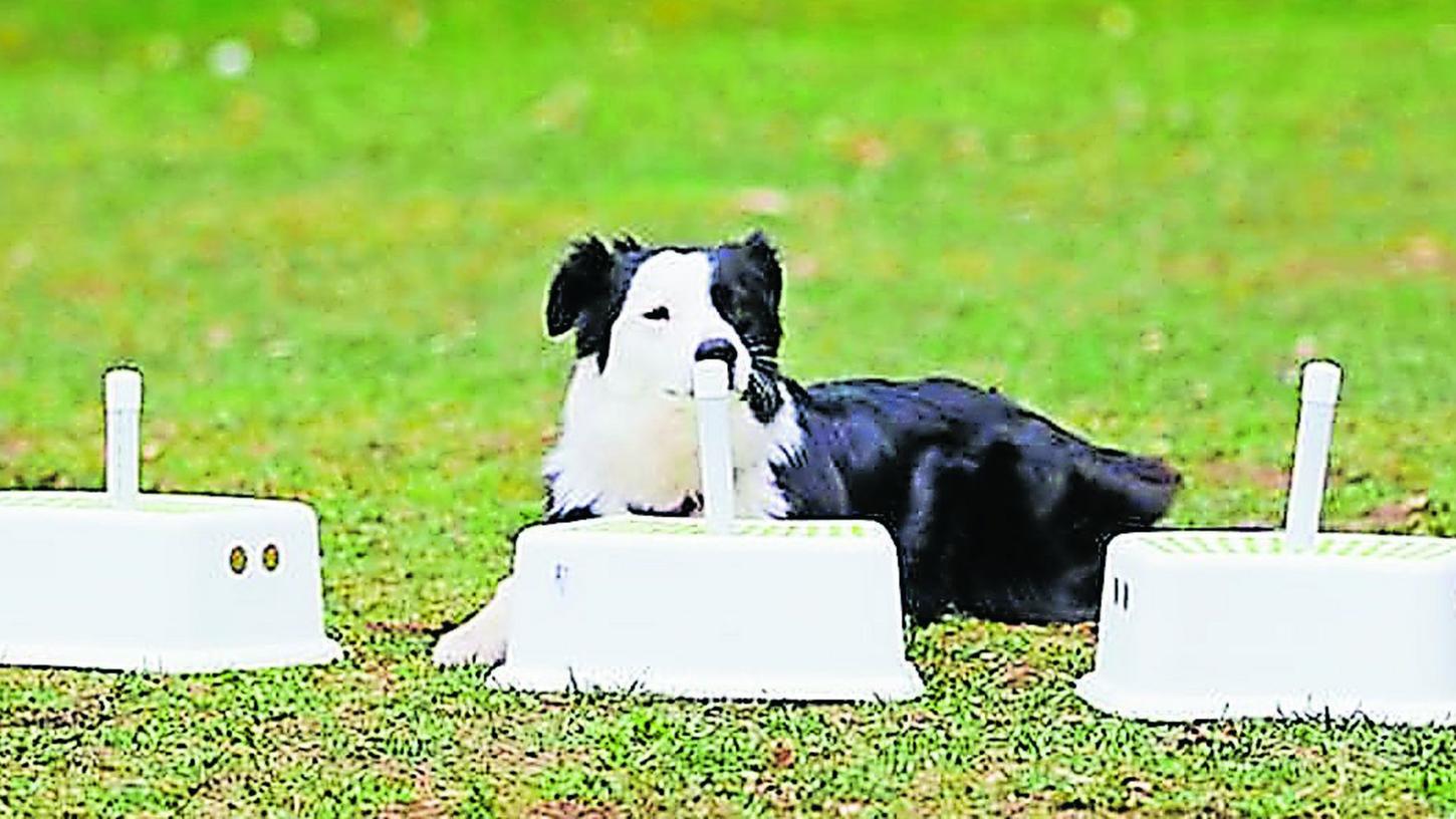 Freiwillige vor: Rotes Kreuz bildet Krebsspürhunde aus