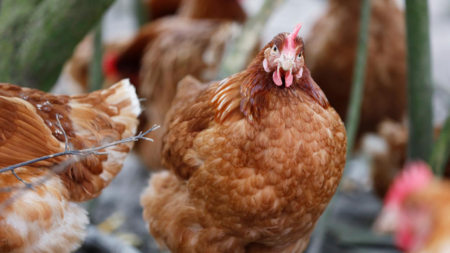 Hammerbacher Hennen können Eier-Nachfrage nicht decken