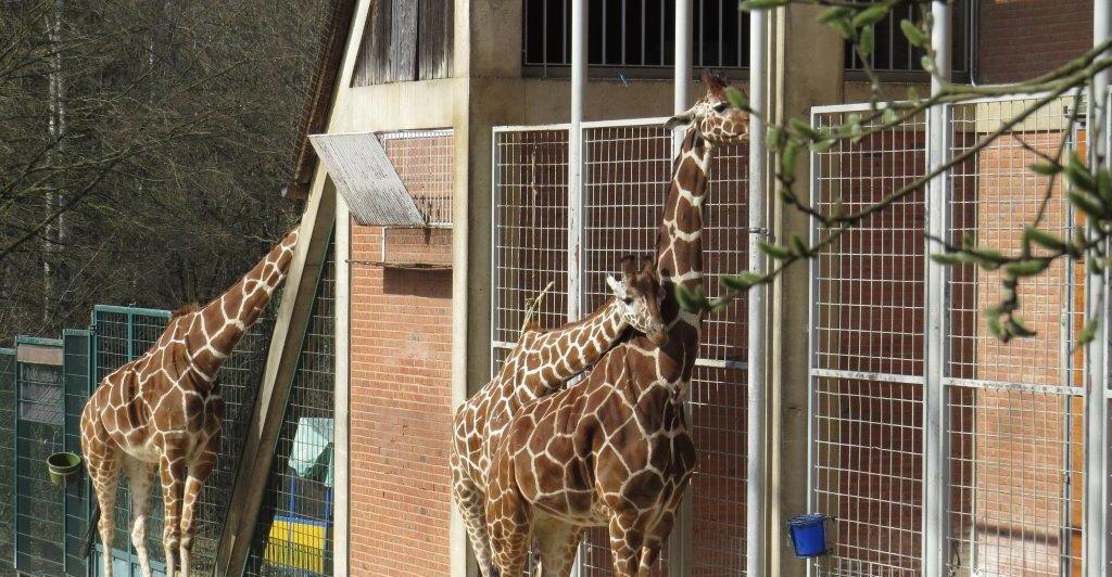 Der Tiergartenlauf am 3. Juni soll am Giraffengehege starten.