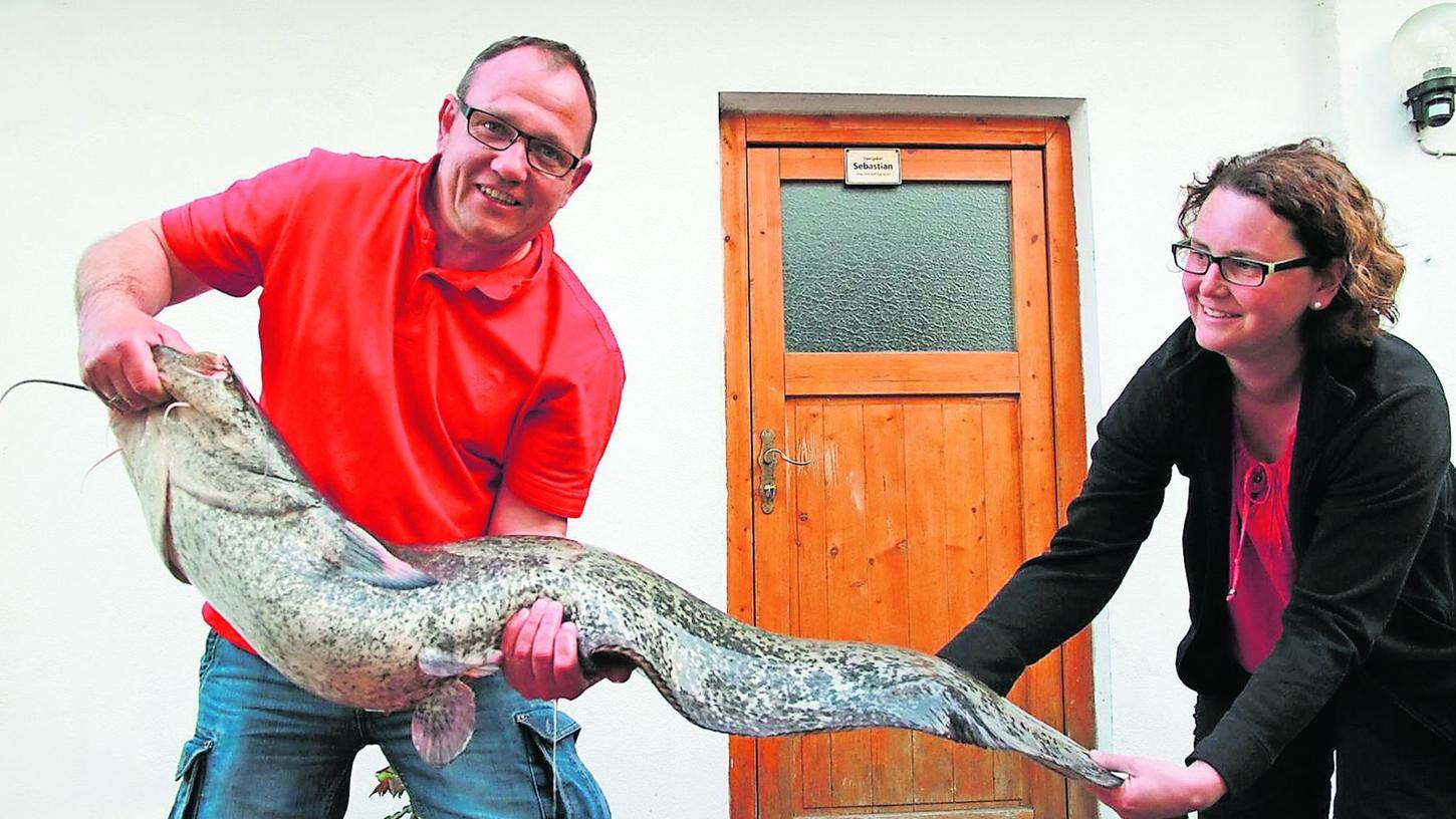 Waller-Paradies Aisch: Angler zieht 21-Kilo-Monster an Land