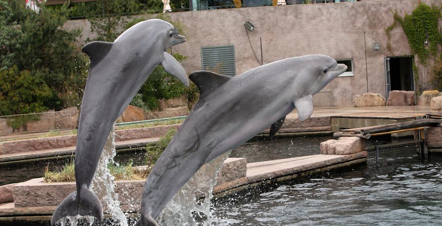 Teure Lagune Stadt Greift Dem Tiergarten Unter Die Arme Nurnberg Nordbayern De