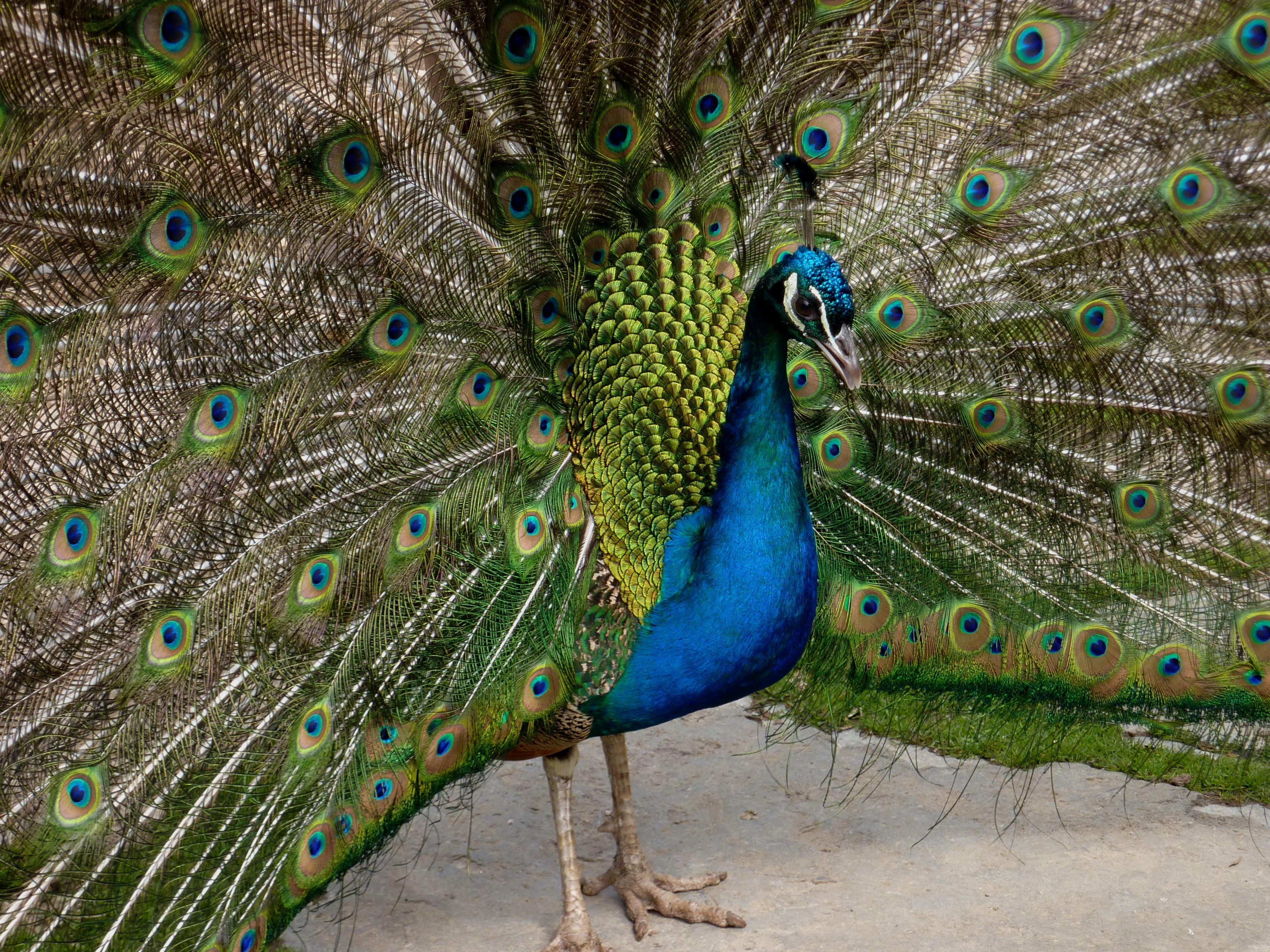 In Langenaltheim (Landkreis Weißenburg-Gunzenhausen) treibt seit geraumer Zeit ein untypischer Mitbewohner sein Unwesen. Im Herbst gab es immer mehr Beschwerden über einen Pfau, der Schaden im Dorf anrichtet. Ein freilaufender Pfau frisst nicht nur Gemüsebeete leer und beschädigt Gartenmöbel und Terrassen - er greift auch sein eigenes Spiegelbild an und beschädigt somit Autos. 