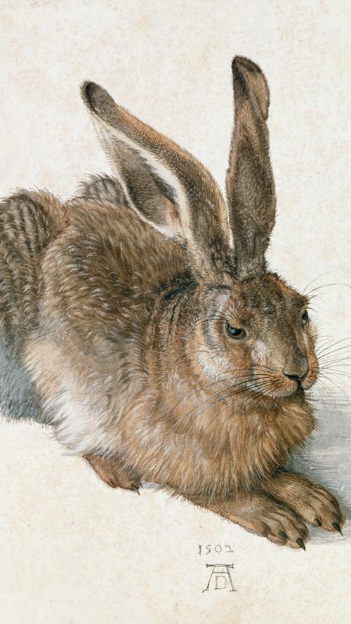 Ebenso bekannt wie die "Betenden Hände" ist Albrecht Dürers "Feldhase" (1502). Das Aquarell ist eines der berühmtesten Naturstudien Dürers. Das Bild wird auch "Hase" oder "Junger Hase" genannt. Im linken Auge des Hasen spiegelt sich ein Fensterkreuz wider. Dies ist ein Element, dass Dürer in mehreren Werken verwendete. Er hatte es aus der niederländischen Malerei übernommen.