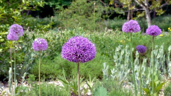 Im Tal der Schwabach, circa einen Kilometer vom Botanischen Garten entfernt, liegt der Aromagarten. Dieser wurde von der Friedrich-Alexander-Universität Erlangen-Nürnberg gestaltet und beherbergt eine Vielzahl von Aromapflanzen, deren Aromastoffe zum Beispiel für Arzneimittel genutzt werden. Der Eintritt ist kostenlos, im Sommer werden öffentliche Führungen angeboten. Unser Tipp: Der Besuch des Aromagartens kann gut mit einem Spaziergang entlang der Schwabach verbunden werden. In der Schwabachanlage gibt es auch einen Spielplatz.