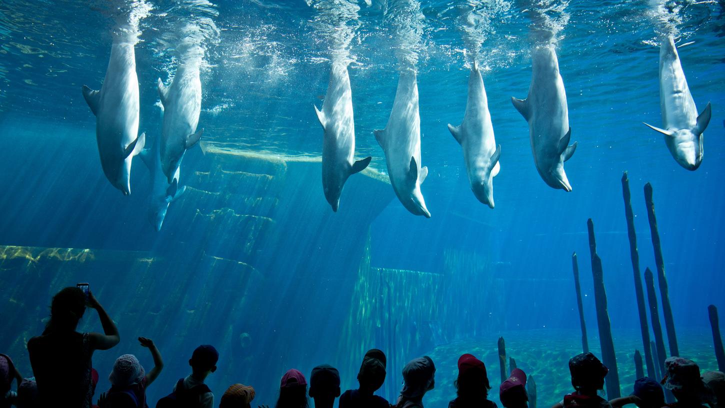 Nürnberger Tiergarten: Delfinarien sind unverzichtbar