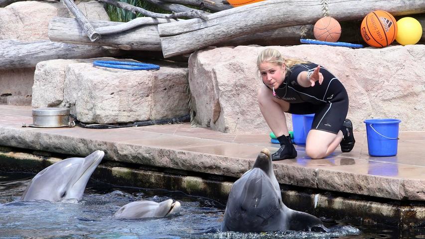 Tierpfleger berichteten aus der Praxis und über ihren Zugang zu den Delfinen.