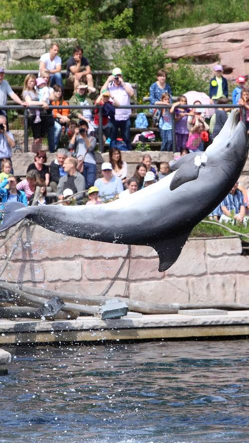 Beim Infotag der Delfinlagune haben die Besucher alles Wissenswerte über das Leben der Tümmler im Tiergarten Nürnberg erfahren können.