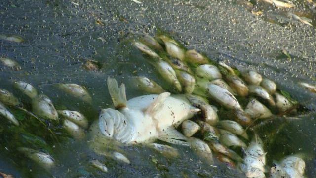 Tonnenweise tote Fische am Zulauf zum Brombachsee