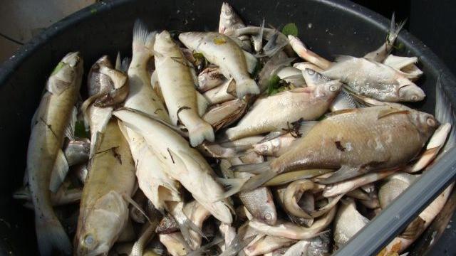 Ein massenhaftes Fischsterben im Überleiter West am Altmühlsee beunruhigt Sportfischer und Behörden. Es wird befürchtet, dass sich das Problem mit dem angekündigten Temperaturanstieg am Wochenende noch verschärft.