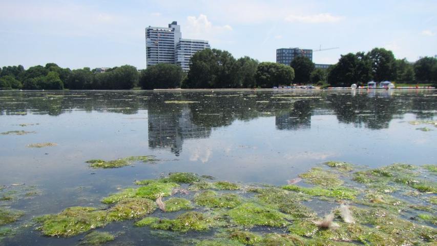 Allerdings ist der Wöhrder See nur bedingt zum Kopf-ins-Wasser-Stecken geeignet. Bereits jetzt machen sich die Algen im See breit.