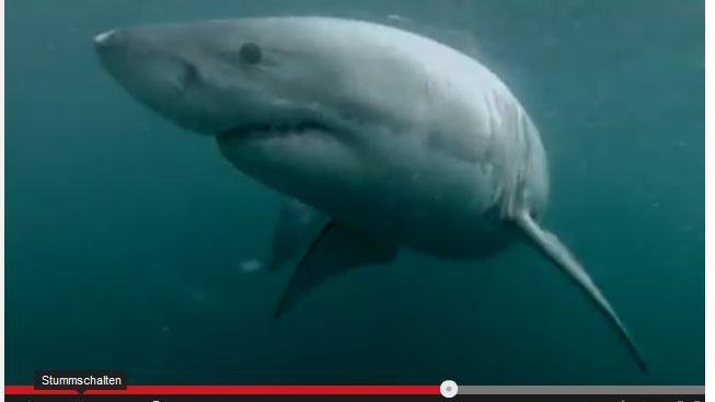 Australisches Hai-Video: Echte Gänsehaut oder doch Fake?