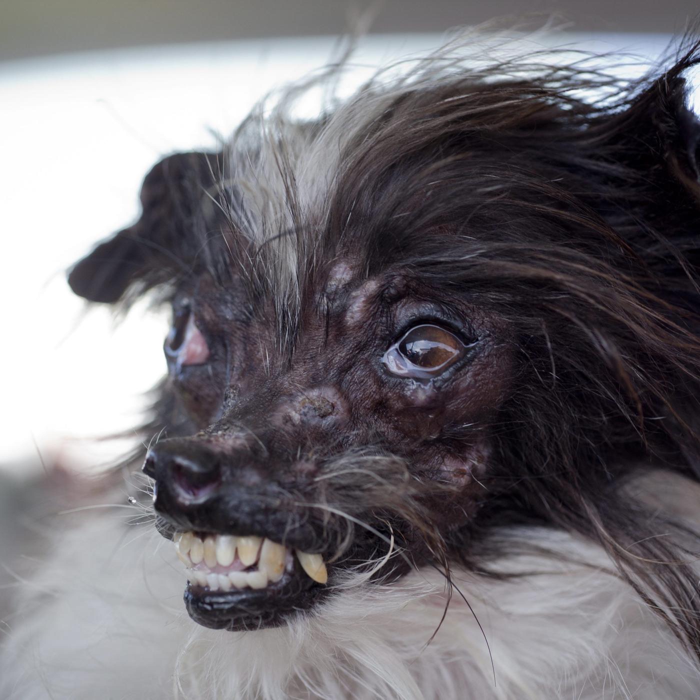 Peanut der "hässlichste Hund Welt" | Nordbayern