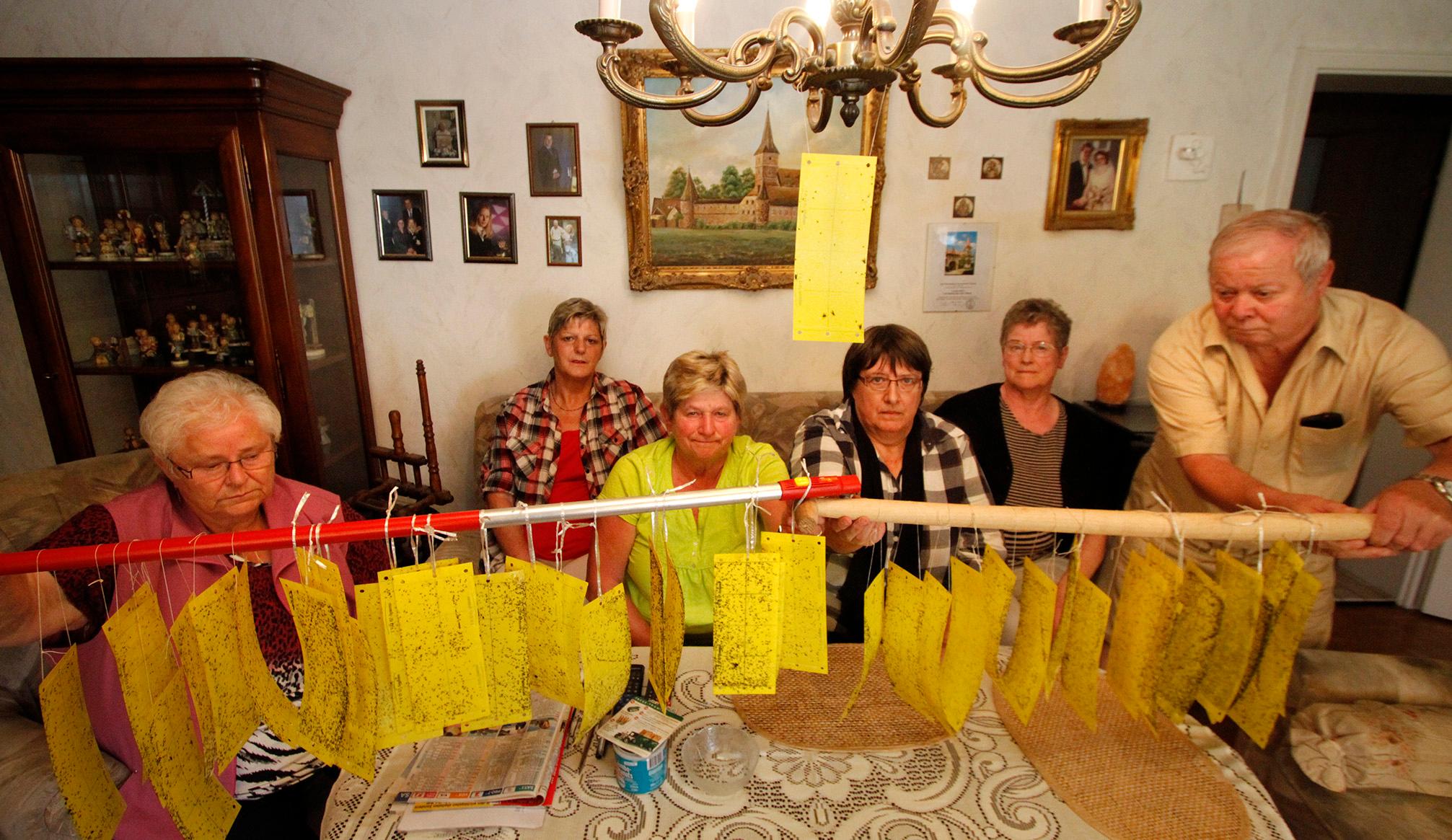 Die Muckenplage Ist Zuruck In Kraftshof Kraftshof Nordbayern De
