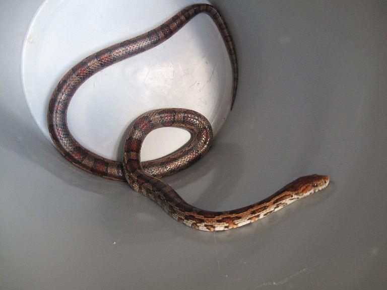 Hund stößt auf brasilianische Würgeschlange im Garten Region