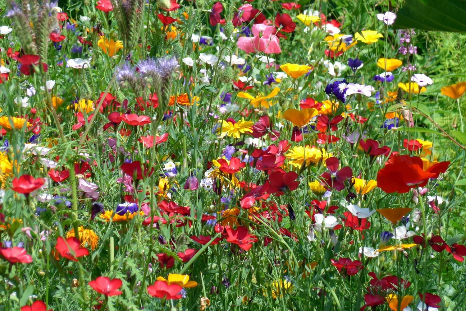 Naturnaher Garten: Wildwiese statt Einheitsgrün | Nordbayern