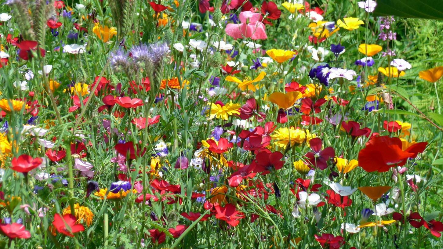 Blumenwiese statt englischer Rasen. Darüber freuen sich Insekten viel mehr.