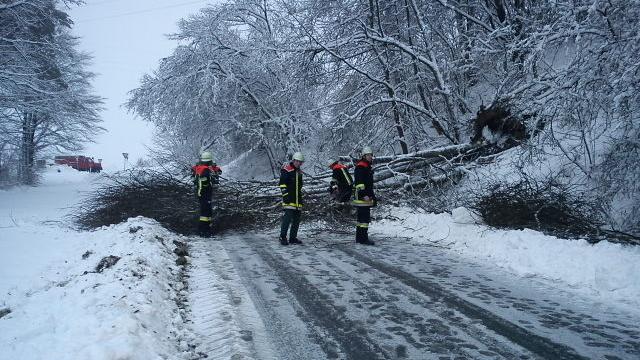 Bäume brechen unter Schneelast zusammen