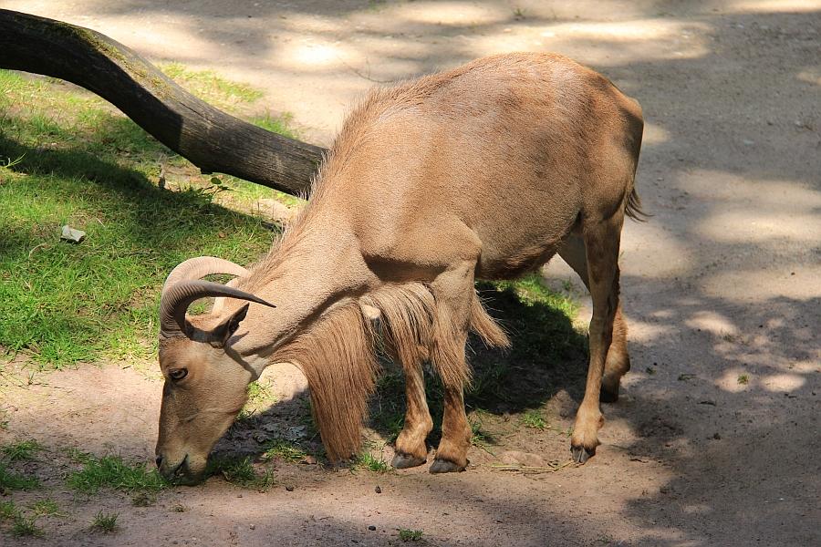 In der Sahara werden Mähnenspringer von jeher von den Einheimischen gejagt, da sie wichtige Lieferanten von Fleisch, Fellen, Leder und Sehnen sind. Durch die Jagd sind die Bestandszahlen in den letzten Jahrzehnten drastisch zurückgegangen, weshalb die Art als gefährdet geführt wird.