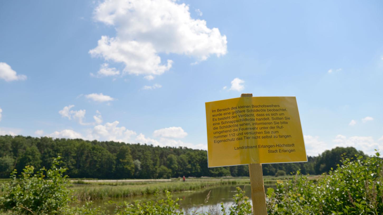 Erlangen: Jagd auf Schnapp-Schildkröte 