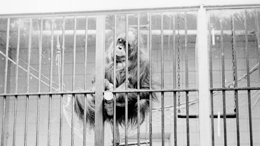 Kaum zu erkennen ist das Orang-Utan-Baby, das sich an seine Mutter „Suma“ klammert. Ein in Tiergärten seltenes Familienidyll. Hier geht es zum Artikel: 2. August 1964: Großes Affentheater um „Suma“ .