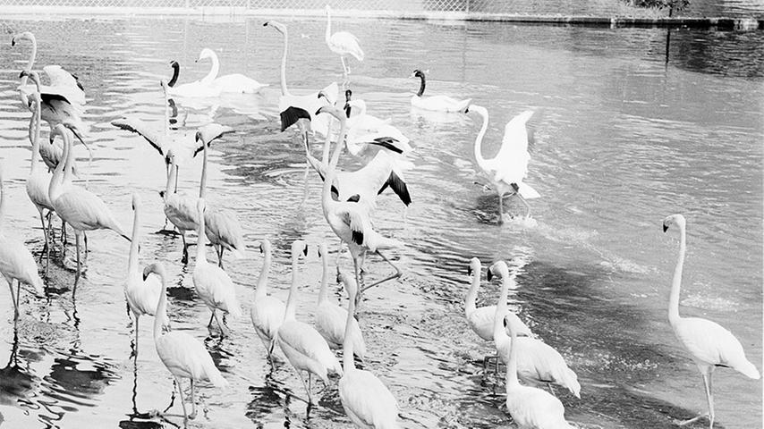 Die Flamingos haben Verstärkung aus Kuba erhalten. Fünf rötlich gefärbte Vögel sind eingetroffen und verstehen sich mit den anderen Flamingos aus Südamerika und Afrika bereits ausgezeichnet. Hier geht es zum Artikel: 2. August 1964: Großes Affentheater um „Suma“ .