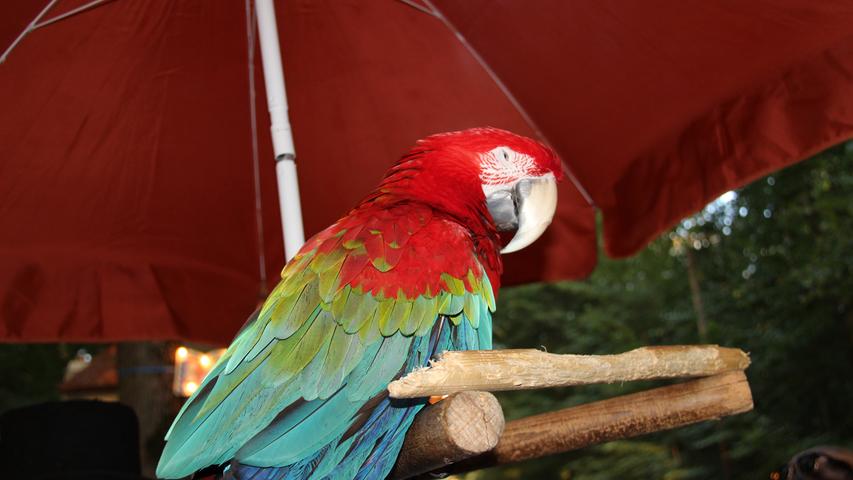 Exotischer Besuch auf dem Annafest: Papagei Lola sorgte für Staunen bei den Besuchern. Der elfjährige Ara nahm den ganzen Trubel aber gelassen.