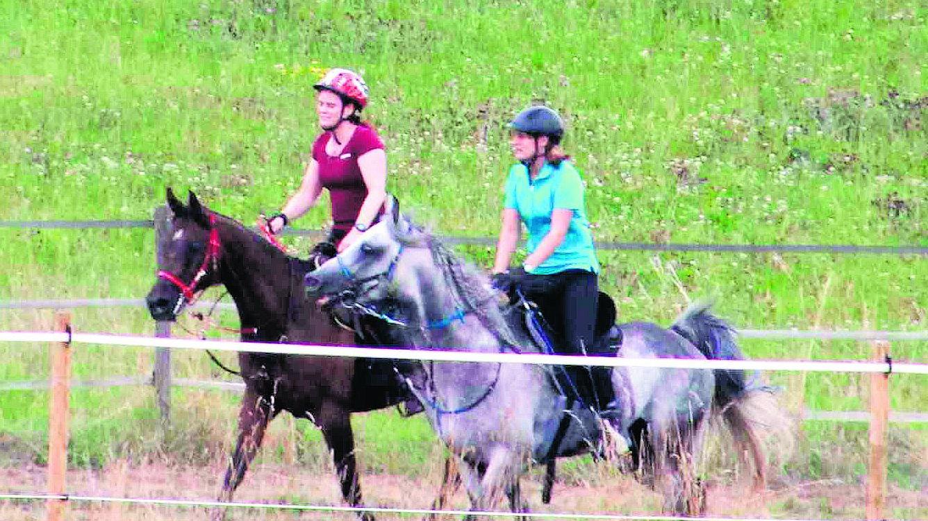 Distanzreiten: Ein Marathon zu Pferd