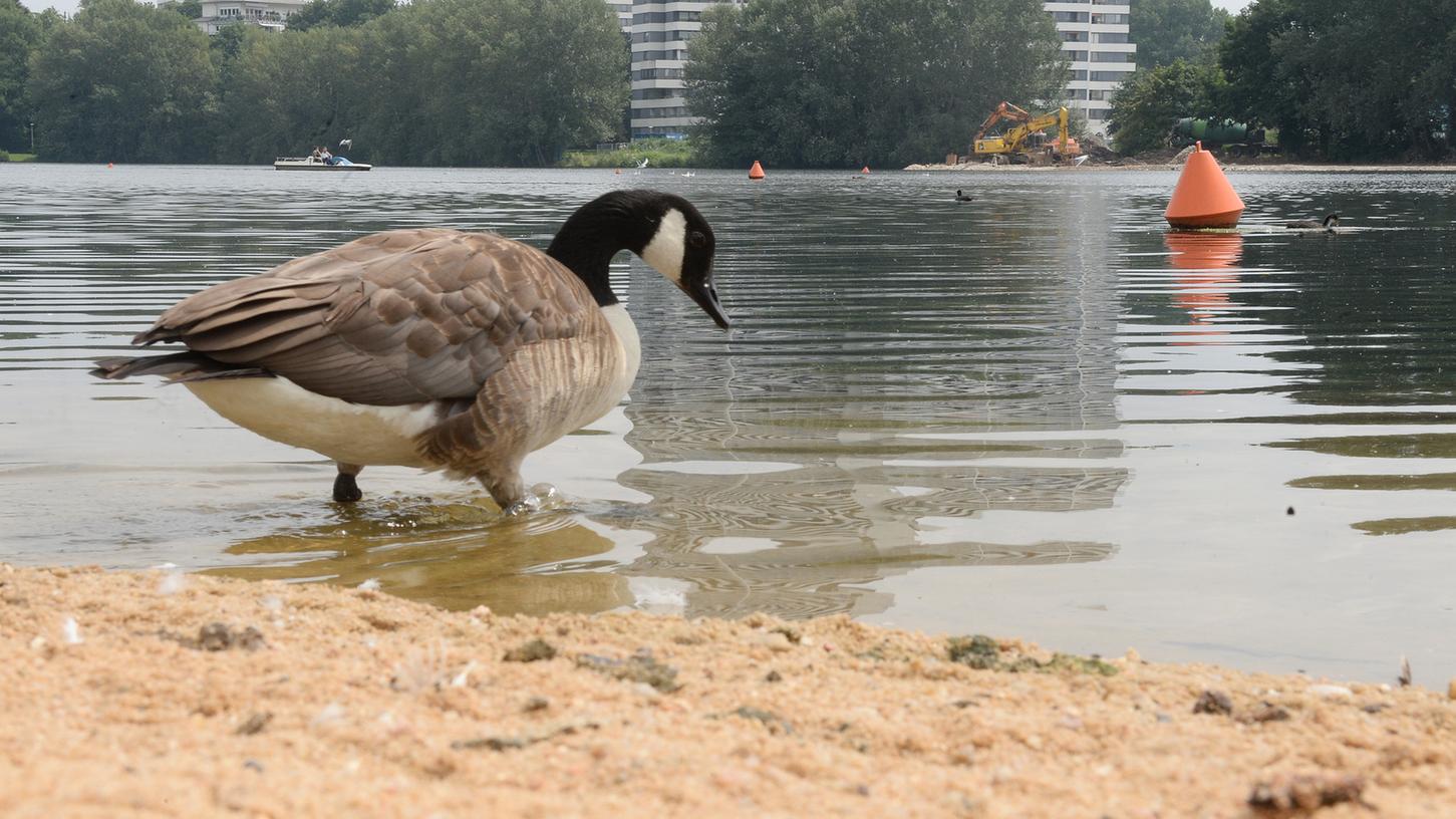 Derzeit bewegt sich am Wöhrder See wenig. Enten nehmen den neu angelegten Sandstrand in Beschlag.