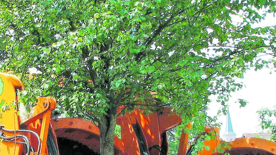 Wendelstein: Alte Bäume für den neuen Generationenpark