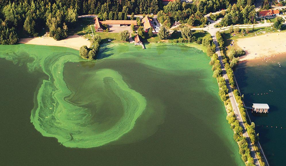 Sind die Bauern Schuld an der Algenplage im Seenland?