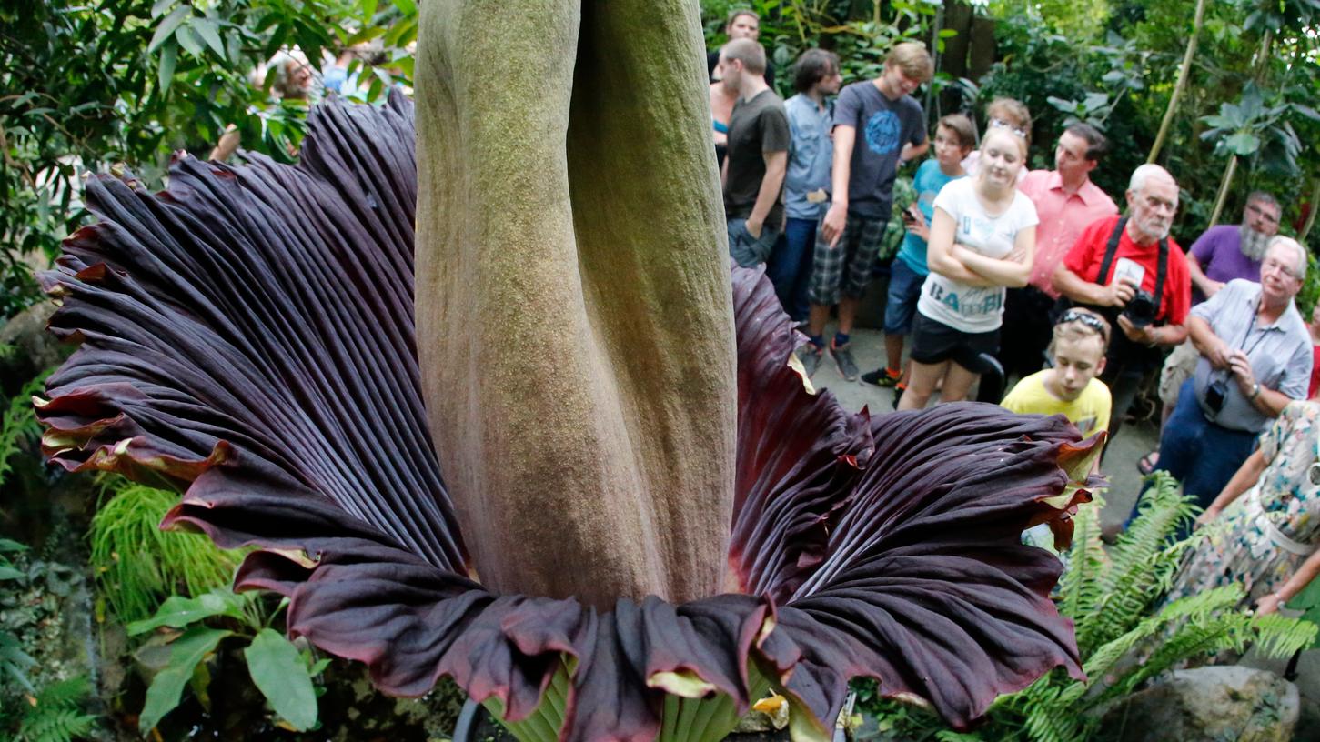 Die größte Blume der Welt, die Titanwurz, blüht im Ökologisch-Botanischen Garten der Universität in Bayreuth. Die größte Blume der Welt, die Titanwurz, blüht im Ökologisch-Botanischen Garten der Universität in Bayreuth.