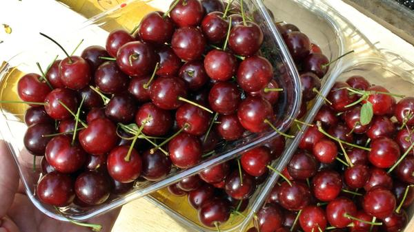 Heimische Sauerkirschen haben es schwer auf dem Markt. Weil die Früchte fast ausschließlich in Konserven, Tiefkühlware und Säften landen und kaum frisch verkauft werden, dominiert Importware den Markt, vor allem aus Polen, aber auch aus Serbien, Ungarn und der Türkei. Immerhin auf 62 Hektar wurden im Jahr 2019 Sauerkirschen in Bayern angebaut, 425,7 Tonnen pralle Früchte konnten von den Bäumen geholt werden. Wie die Mirabellen wachsen auch die Sauerkirschen im Freistaat vor allem in Unterfranken (48 Hektar).