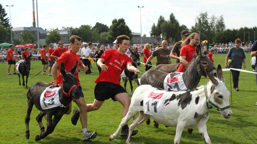 Keine Lust auf Mohrrüben: Das Hersbrucker Eselrennen