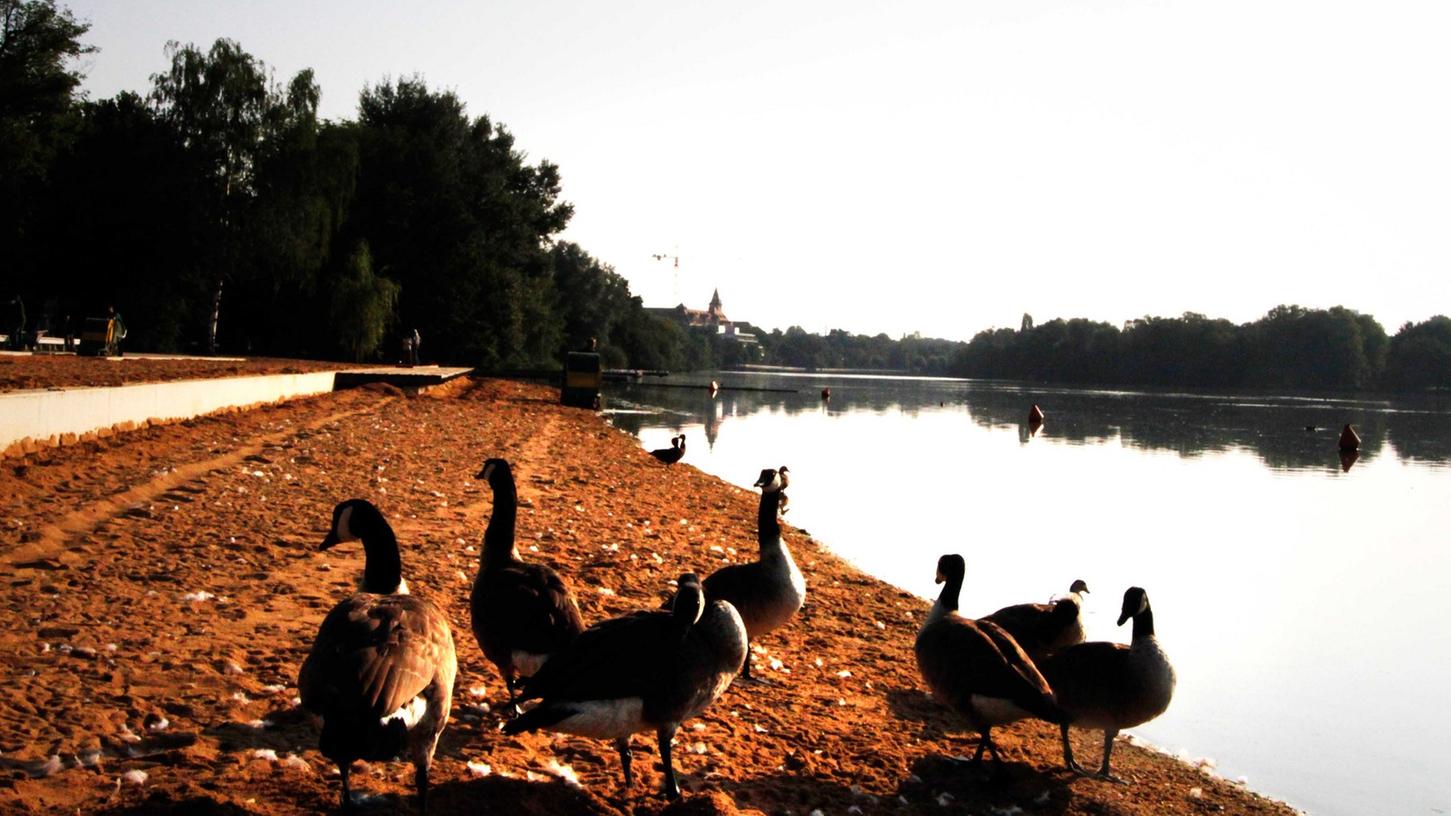 Nürnbergs Bürgermeister Christian Vogel will die Idee einer Jagd auf die Vögel am Wöhrder See noch nicht in die Praxis umsetzen.
