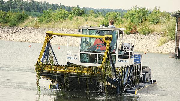 "Mähkuh Molly", auf dem See unterwegs um Algen abzugrasen, ist seit 2011 regelmäßig auf Futtersuche.