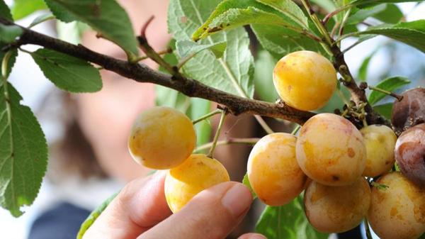 Mirabellen und Renekloden sind Pflaumenarten. Mirabellen sind gelb und süßer als die eher grünlichen, saftigen Renekloden. In der bayerischen Erntestatistik werden sie aber zusammen gezählt. Sie wuchsen im Jahr 2019 auf 54 Hektar. Insgesamt 417,5 Tonnen Früchte wurden geerntet. Mirabellen und Renekloden wachsen vor allem in Unterfranken (41 Hektar).