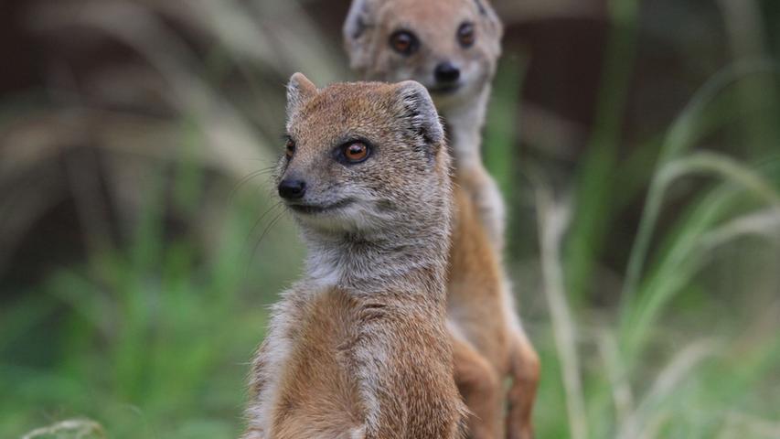 Die Fuchsmangusten, die im gleichen Gehege wohnen, beobachten das Treiben mit viel Interesse.