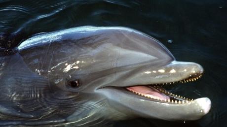 ...würde bestimmt Flipper zu Hilfe eilen. Der freundliche Delphin aus der gleichnamigen Fernsehserie rettete schon so manchem Menschen das Leben und ist intelligenter als so mancher homo sapiens.