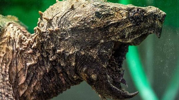Nicht tödlich, aber mittlerweile eine nationale Berühmtheit ist Aligator-Schildkröte Lotti - sie treibt ihr Unwesen in bayerischen Seen. Ihre Geschichte erinnert ein wenig an...