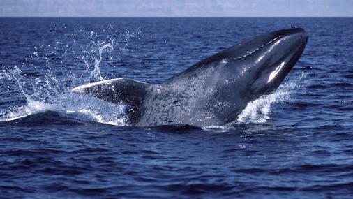 Zum Schluss: Das größte Tier der Erde. Mit bis zu 33 Metern Länge und 220 Tonnen Gewicht ist der Blauwal unbestritten das gigantischste Wesen in der Natur.