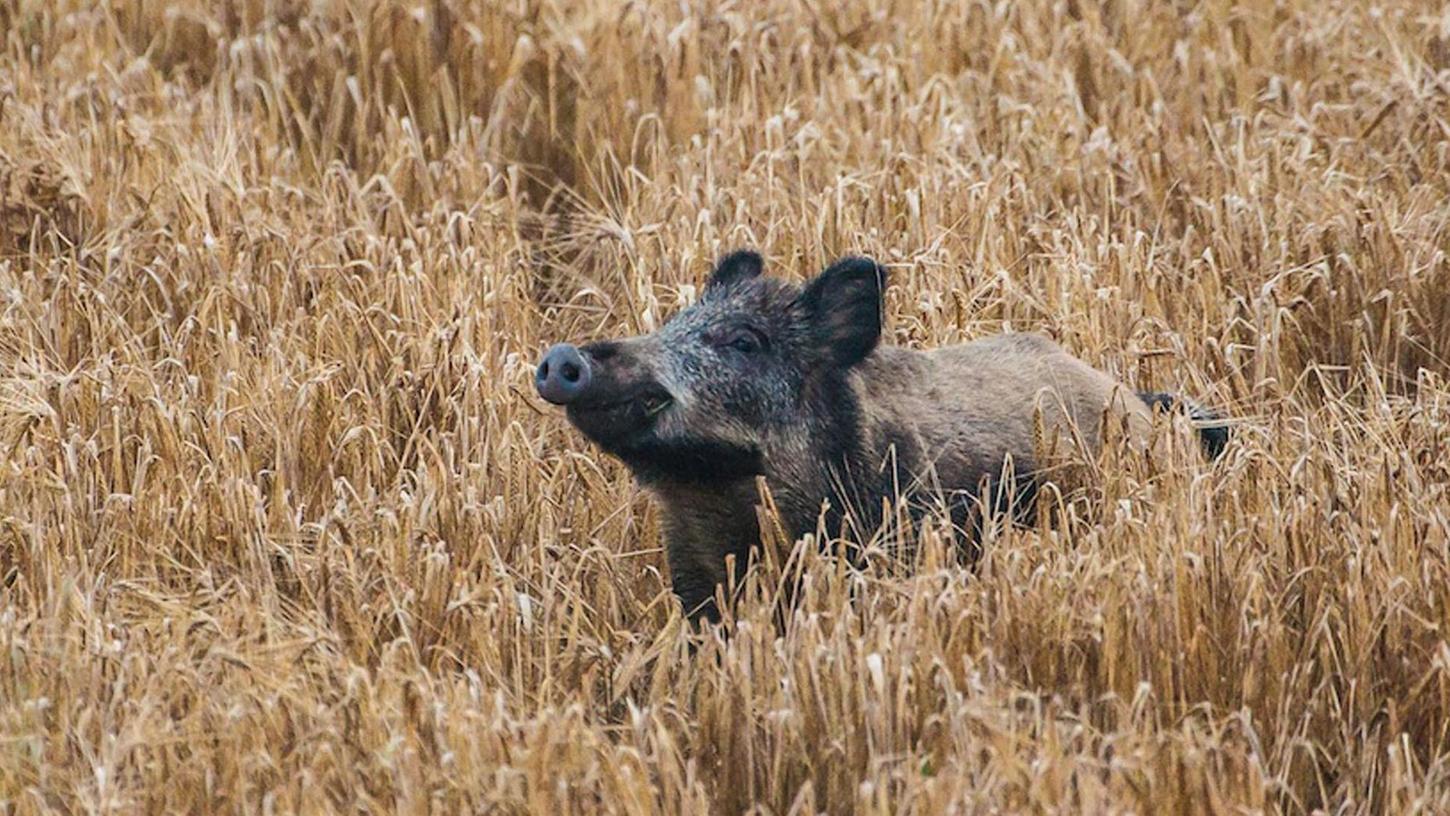 Radioaktiv belastete Pilze bringen Wildschweine zum Strahlen