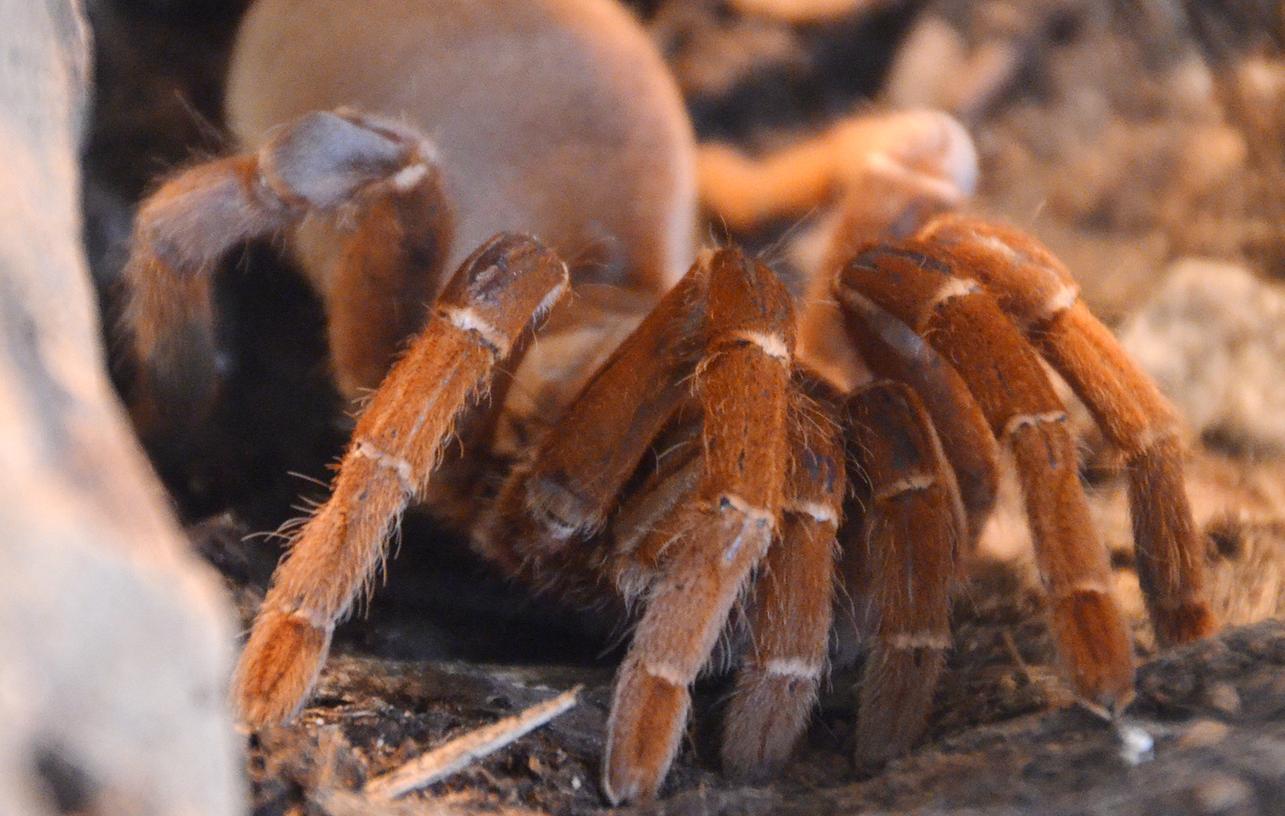 Vom 28. Juli bis 28. September kann man sich im Bamberger Naturkundemuseum genauer über Spinnen und Skorpione informieren.